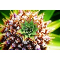 Tropical Pineapple Art DI...