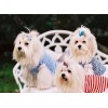 Super Cute Maltese Puppies Diamond Painting