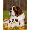 Pet Dog Saint Bernard with Puppies