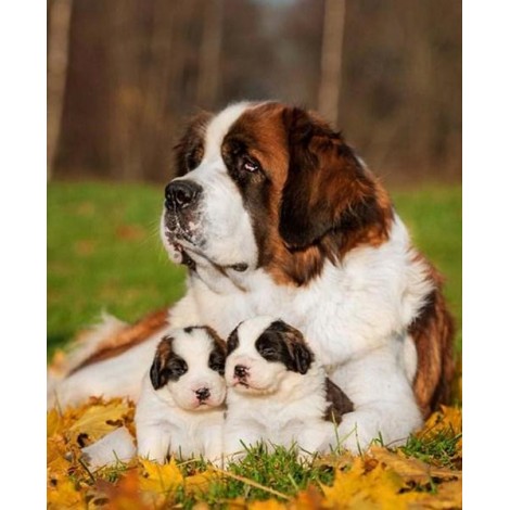 Pet Dog Saint Bernard with Puppies