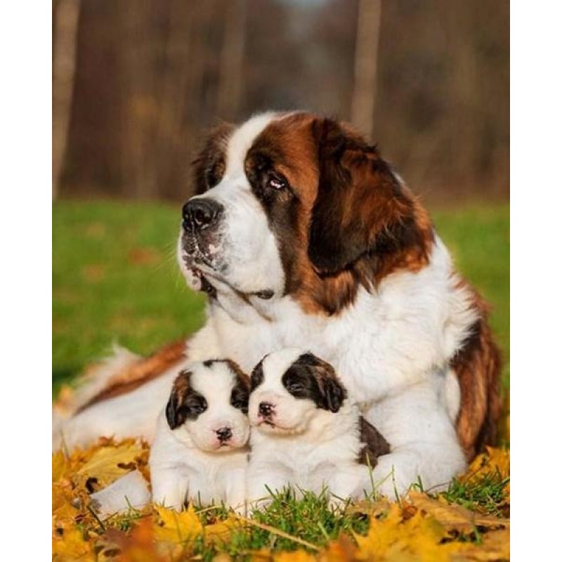 Pet Dog Saint Bernar...