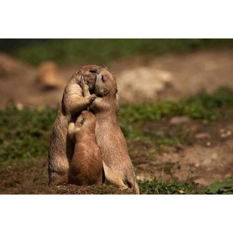 Otters in Love Diamo...