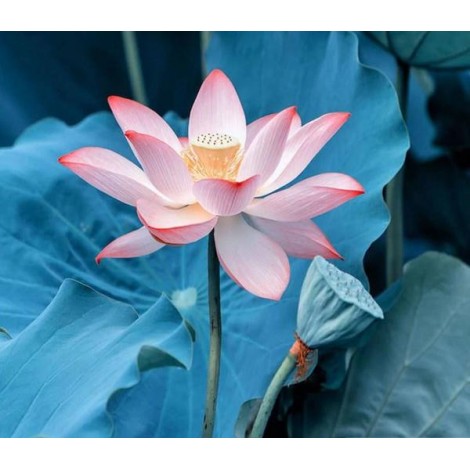 Nymphaea Nelumbo - Diamond Painting Kit