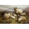 Sheep in the Highlands