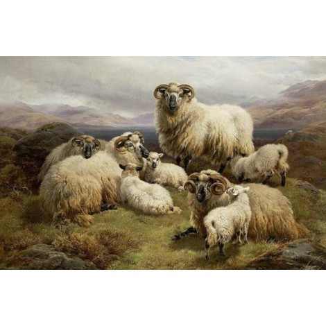 Sheep in the Highlands