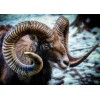 Mouflon Wild Sheep Diamond Painting