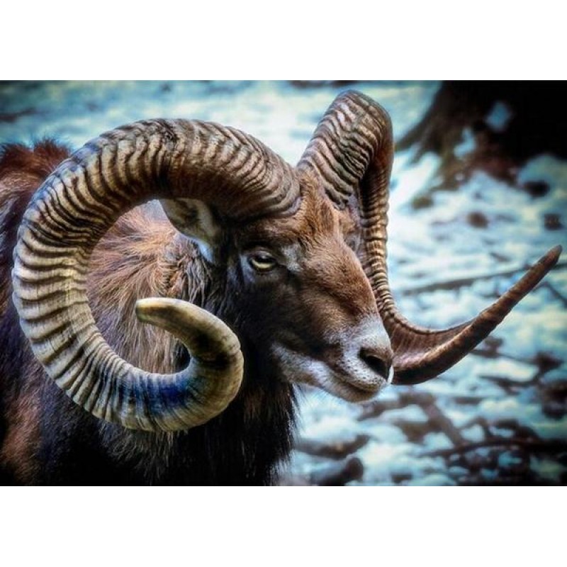 Mouflon Wild Sheep D...