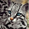 Ocelot Cat- Diamond Painting Kit