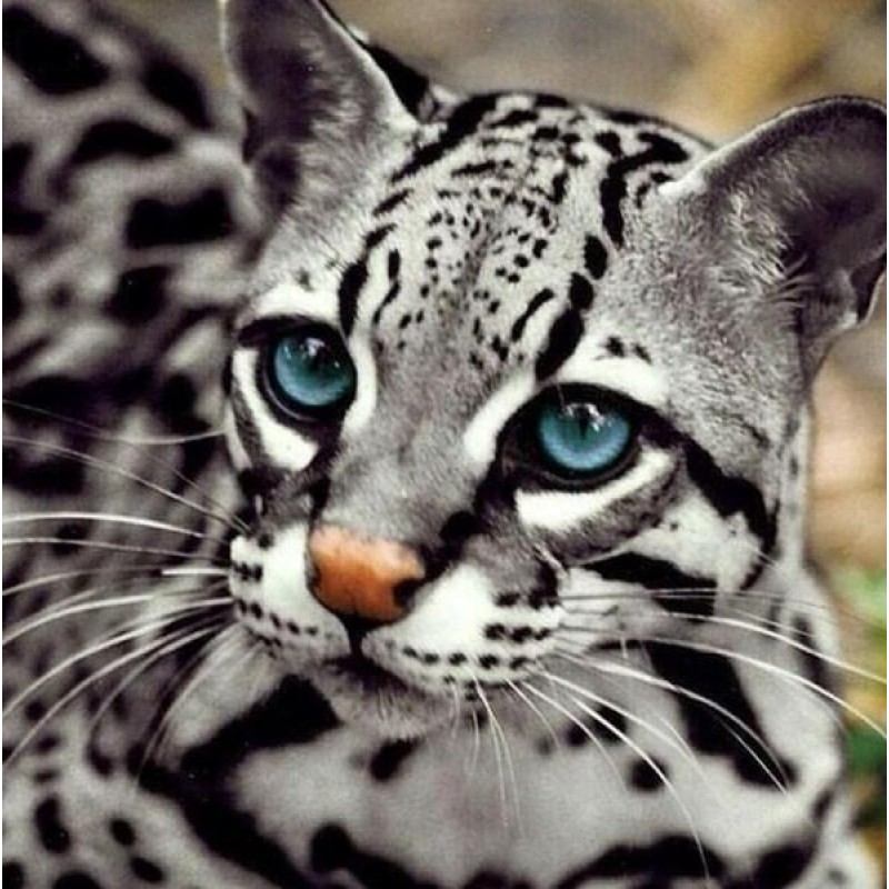 Ocelot Cat- Diamond ...