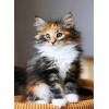 Norwegian Forest Cat Diamond Painting