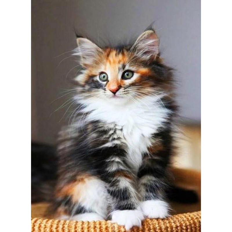 Norwegian Forest Cat...