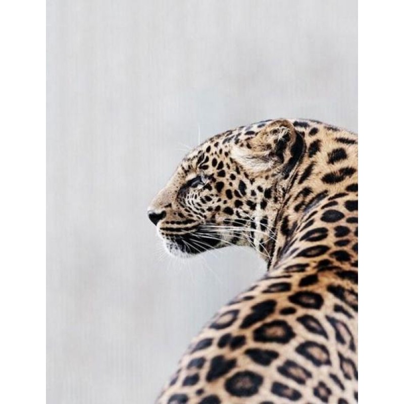 Stunning Jaguar - Pa...