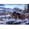 Northern Rocky Mountain wolves