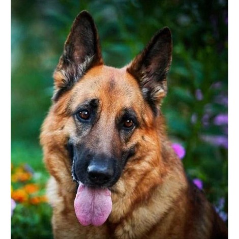 Staggering German Shepherd Dog