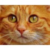 Orange Tabby Cat Diamond Painting