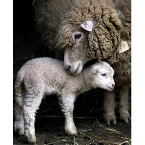 Mummy & Baby Sheep