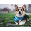 Pembroke Welsh Corgi - Paint with Diamonds