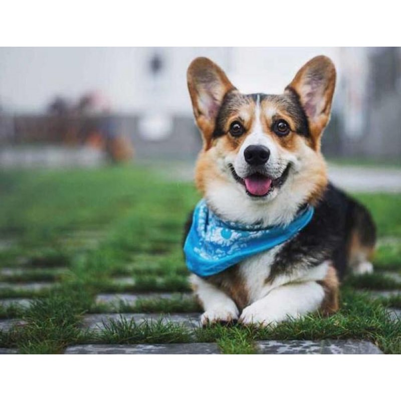 Pembroke Welsh Corgi...