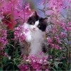 Cat Playing in Flowers