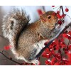 Squirrel on Tree Diamond Painting