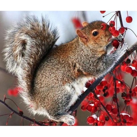 Squirrel on Tree Diamond Painting