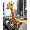 Giraffe Travelling in Taxi