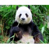 Panda Eating Grass DIY Painting Kit