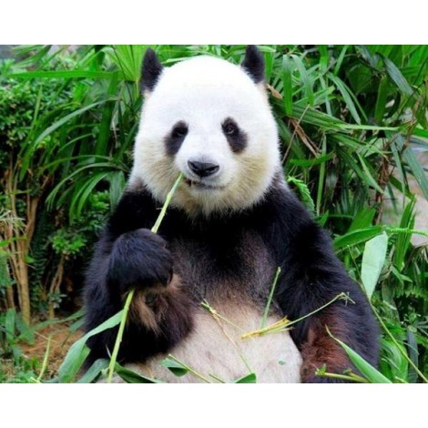 Panda Eating Grass DIY Painting Kit