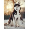 Snow Husky - Diamond Painting Kit