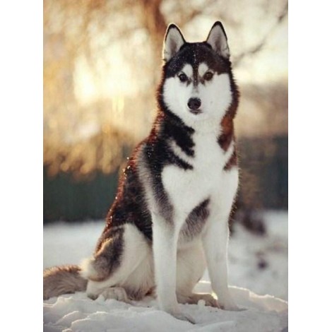 Snow Husky - Diamond Painting Kit