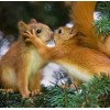 Squirrels in Love