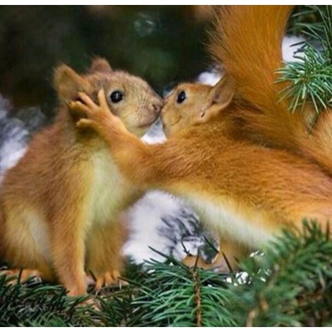 Squirrels in Love