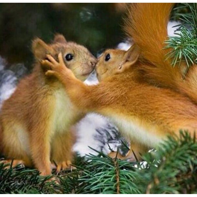 Squirrels in Love