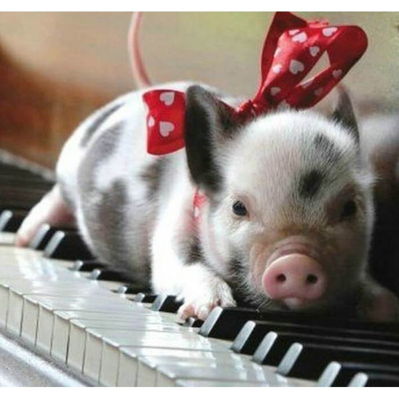 Pig on Piano Table