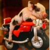 Piggy on Little Bike