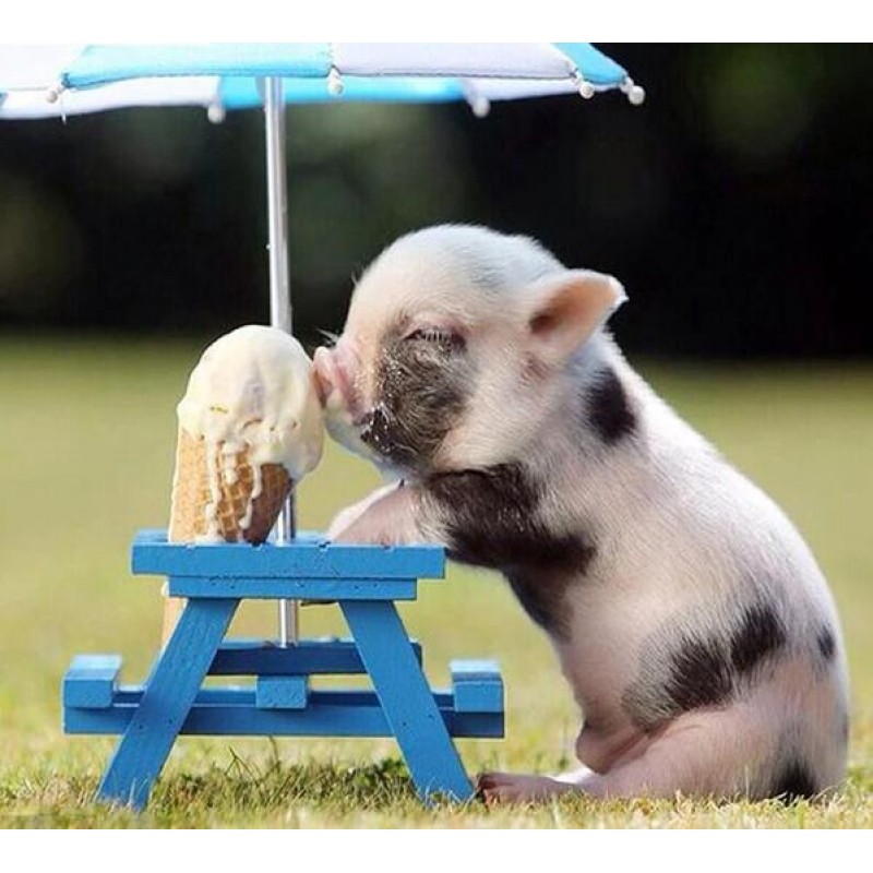 Pig Licking Ice Crea...