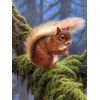 Squirrel in the Forest