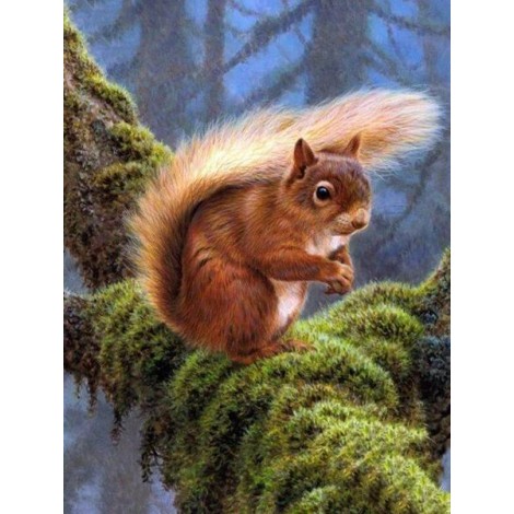 Squirrel in the Forest