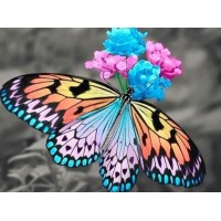 Stunning Butterfly & ...