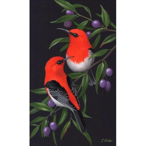 Red & Black birds