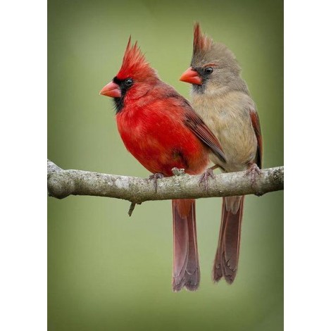 Cardinal Birds Couple