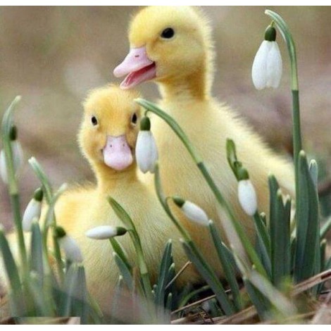 Sweet Little Ducklings