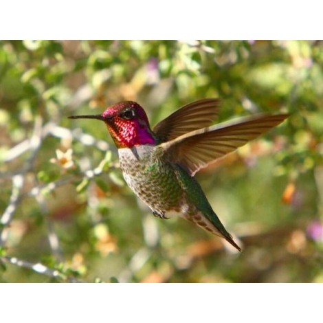 Stunning Humming Bird - Paint by Diamonds