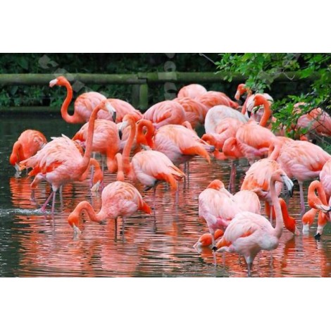 Flamingos Kingdom - Diamond Painting Kit