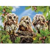 Three Owls on the Tree Diamond Painting