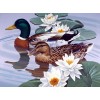 Ducks Pair & White Lotus