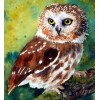 Northern Saw-Whet Owl Diamond Painting