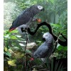 Congo African Grey Parrots