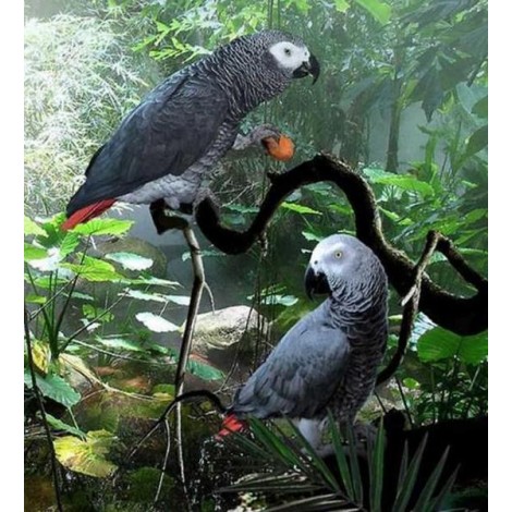 Congo African Grey Parrots