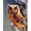 Owl Beauty - Paint by Diamonds